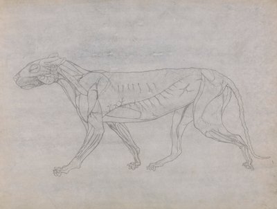 Corpo di Tigre, Vista Laterale da George Stubbs