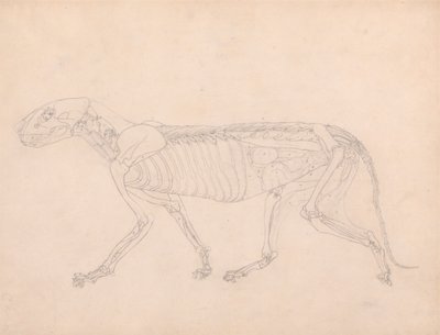 Corpo di tigre, vista laterale da George Stubbs