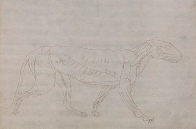 Corpo di tigre, vista laterale da George Stubbs