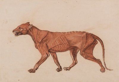 Corpo di tigre, vista laterale da George Stubbs