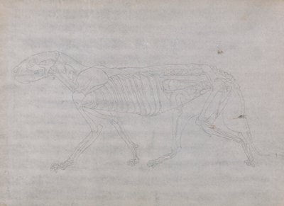 Corpo di tigre, vista laterale da George Stubbs