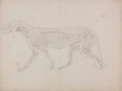 Corpo di tigre, vista laterale da George Stubbs