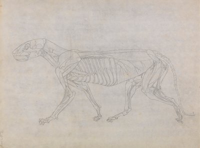 Corpo di tigre, vista laterale da George Stubbs