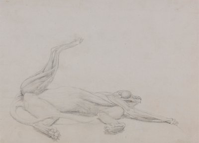 Corpo di tigre, sdraiato, visto ventralmente da George Stubbs
