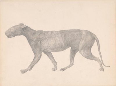 Tigre, vista laterale, con pelle e tessuti rimossi (studio finito per la tavola IX) da George Stubbs