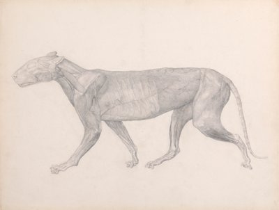 Tigre, vista laterale, con il tessuto connettivo sovrastante i muscoli rimosso (studio finito per la tavola XIV) da George Stubbs