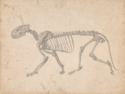 Scheletro di tigre, vista laterale da George Stubbs