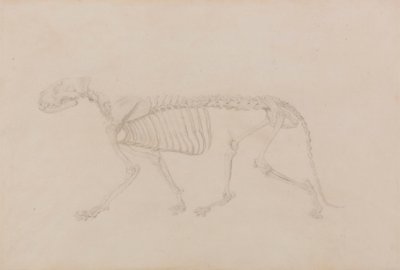 Scheletro di tigre, vista laterale (studio altamente finito per la Tabella IV) da George Stubbs