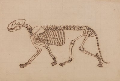 Scheletro di tigre, vista laterale da George Stubbs