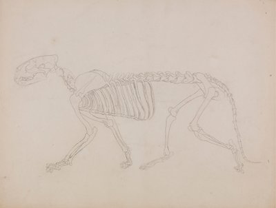 Scheletro di Tigre, Vista Laterale da George Stubbs