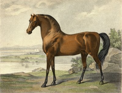 Warren Hastings arabo da George Stubbs