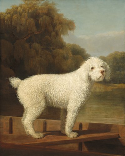Barboncino bianco in una barca da George Stubbs