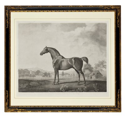Sweetwilliam da George Townley Stubbs