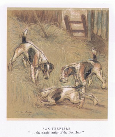 Fox Terrier (litografia a colori) da George Vernon Stokes