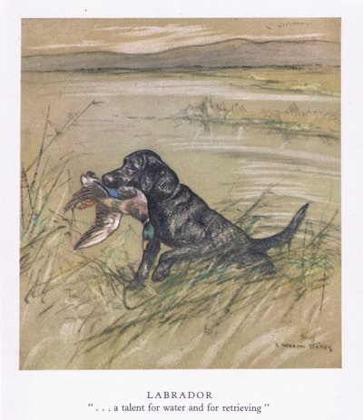 Labrador (litografia a colori) da George Vernon Stokes