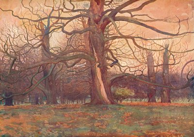 Studio di una Quercia da George Wilson