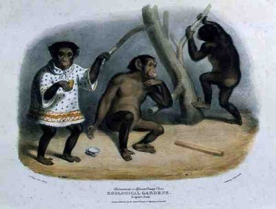 Scimpanzé o Orango Africano ai Giardini Zoologici, Regent