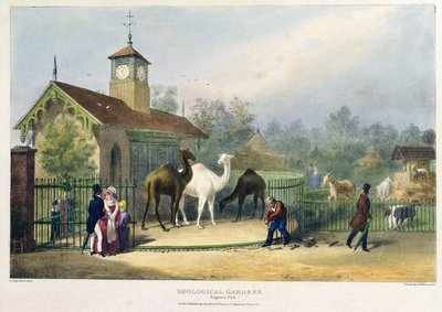La casa dei cammelli ai Giardini Zoologici, Regent
