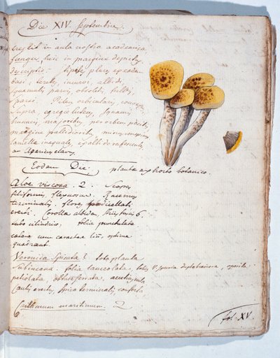 Illustrazione di una specie di fungo, da 
