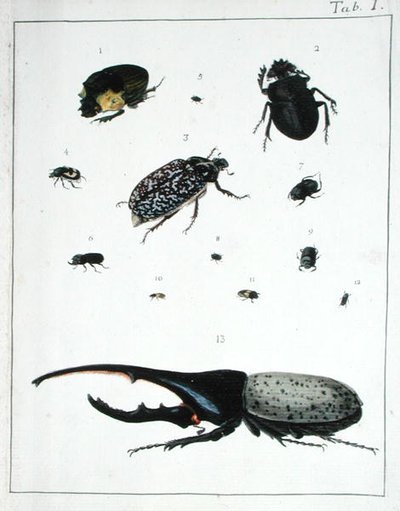 Vari coleotteri, tavola I da 