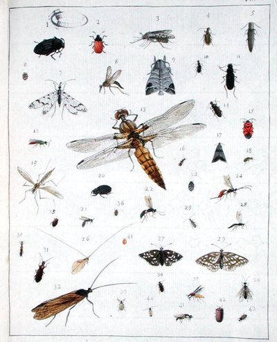 Vari insetti, tavola III da 