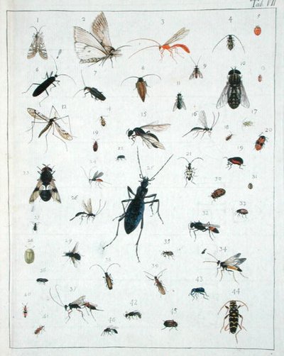Vari insetti, tavola VII da 