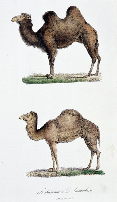 Cammello e un dromedario da Georges Louis Leclerc
