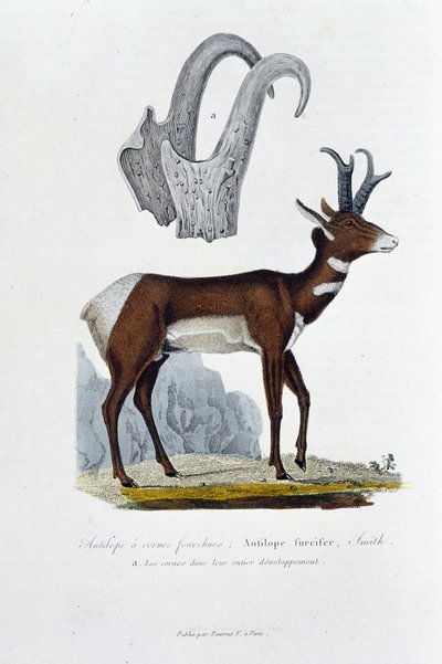 Tavola di storia naturale: Tavola zoologica che rappresenta l