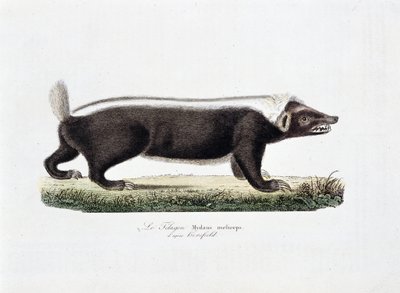 Tavola di Storia Naturale: Tavola zoologica raffigurante il Telagon, Mydaus meliceps secondo Hosfield - in "Opere Complete di Buffon" del naturalista Georges Louis Leclerc, Conte di Buffon (1707 - 1788). Incisione del 1837. da Georges Louis Leclerc