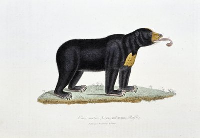 Tavola di Storia Naturale: Tavola zoologica raffigurante l