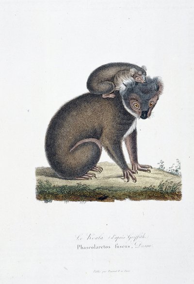 Tavola zoologica rappresentante il Koala (dopo Griffith), Phascolarctos Fuscus - in "Completes of Buffon" di Georges Louis Leclerc, Conte di Buffon (1707 - 1788). Incisione del 1837 da Georges Louis Leclerc
