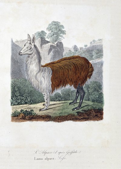 Tavola di storia naturale: Tavola zoologica che rappresenta L