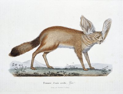Tavola di Storia Naturale: Tavola zoologica rappresentante il Fennec, Canis zerda - in "Opere Complete di Buffon" del naturalista Georges Louis Leclerc, Conte di Buffon (1707 - 1788). Incisione del 1837. da Georges Louis Leclerc