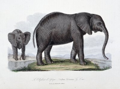 Tavola di storia naturale: Tavola zoologica che rappresenta l