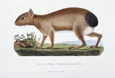 Tavola di Storia Naturale: Tavola zoologica che rappresenta l