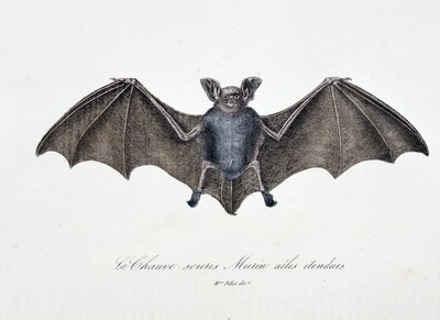 Tavola di Storia Naturale: Tavola zoologica rappresentante il Pipistrello Murin ad ali spiegate - in "Opere complete di Buffon" del naturalista Georges Louis Leclerc, Conte di Buffon (1707 - 1788). Incisione del 1837. da Georges Louis Leclerc