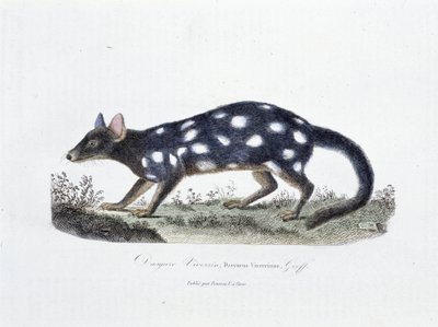Tavola di Storia Naturale: Tavola zoologica rappresentante il Dasyure Viverrin, Dasyurus Viverrinus - in "Opere Complete di Buffon" del naturalista Georges Louis Leclerc, Conte di Buffon (1707 - 1788). Incisione del 1837. da Georges Louis Leclerc
