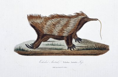 Tavola zoologica rappresentante l