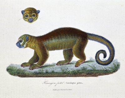 Tavola zoologica rappresentante il Kincajou Potot, Cercoleptes potos - in "Opere complete di Buffon" del naturalista Georges Louis Leclerc, Conte di Buffon (1707 - 1788). Incisione del 1837 da Georges Louis Leclerc
