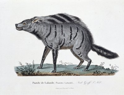 Tavola zoologica rappresentante il Protelo di Lalande, Proteles Lalandii - in "Completely Works of Buffon" del naturalista Georges Louis Leclerc, Conte di Buffon (1707 - 1788). Incisione del 1837 da Georges Louis Leclerc