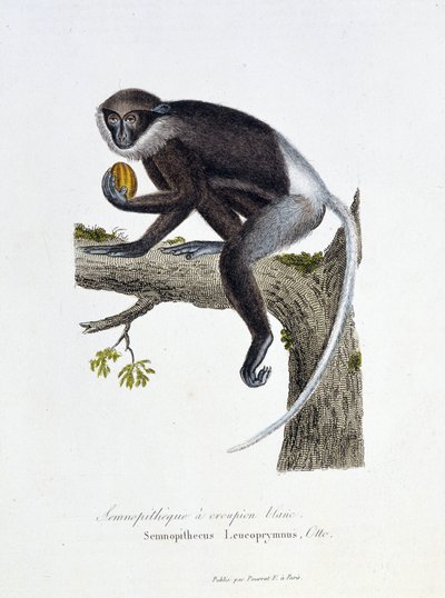 Tavola zoologica rappresentante il Semnopiteco dalla groppa bianca, Semnopithecus Leucoprymnus, Otto - in "Completes of Buffon" del naturalista Georges Louis Leclerc, Conte di Buffon (1707 - 1788). Incisione del 1837 da Georges Louis Leclerc