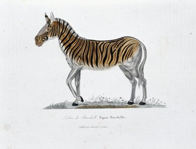 Tavola di Storia Naturale: Tavola zoologica che rappresenta la Zebra di Burchell, Equus Burchellii - in 