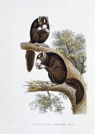 Tavola zoologica che rappresenta lo scoiattolo bicolore (Sciurus bicolor) - in 
