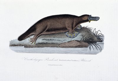 Tavola di storia naturale: Tavola zoologica che rappresenta l