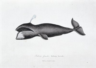 Tavola di Storia Naturale: Tavola zoologica che rappresenta la balena franca, Balaena borealis - in 