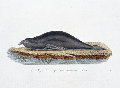 Tavola zoologica che rappresenta la foca a tromba, Phoca proboscidea, Peron - in 