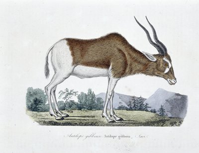 Tavola di Storia Naturale: Tavola zoologica raffigurante l