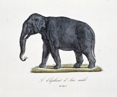 Storia naturale: Carta zoologica che raffigura l