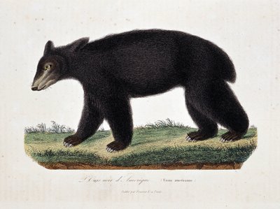 Tavola di storia naturale: Tavola zoologica che rappresenta l