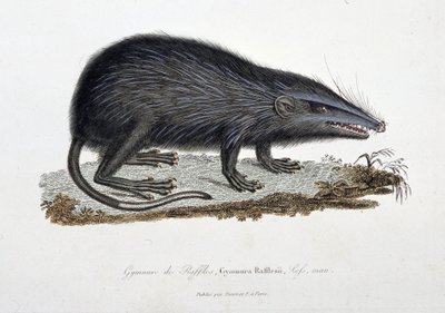 Tavola zoologica raffigurante il Gymnure di Raffles, Gymnura Rafflesii, Lefs, uomo - in "Completes of Buffon" di Georges Louis Leclerc, Conte di Buffon (1707 - 1788). Incisione del 1837 da Georges Louis Leclerc